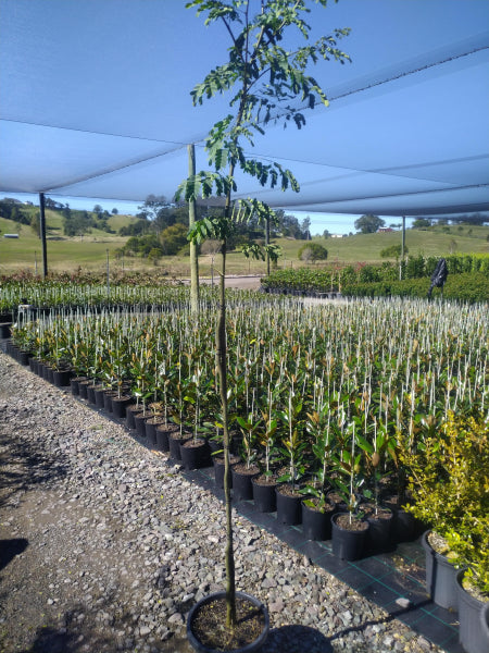 Caesalpinia ferrea