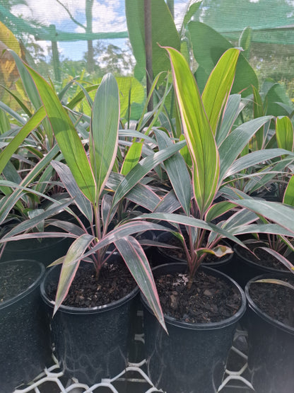 Cordyline fruticosa Pink Diamond