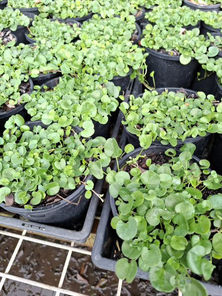 Dichondra repens