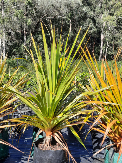 Pandanus utilis