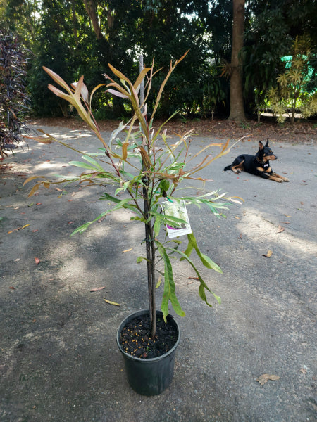 Platypus Plants