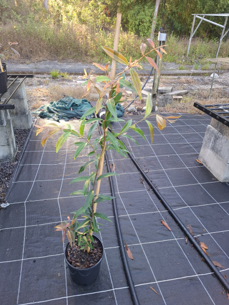 Platypus Plants