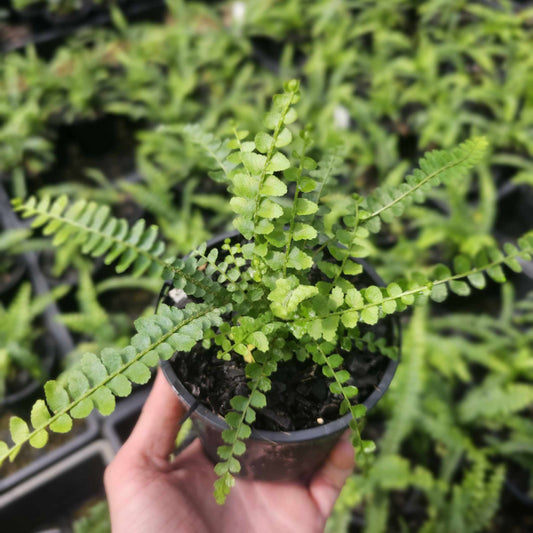 Nephrolepis cordifolia Duffii - "Lemon Button Fern"