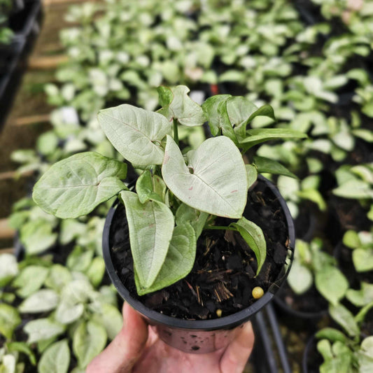 Syngonium "Confetti" (Arrowhead Plant)