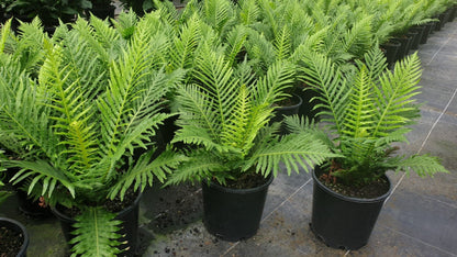 Blechnum brasiliense Silver Lady