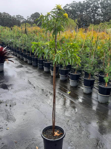 Xanthostemon chrysanthus