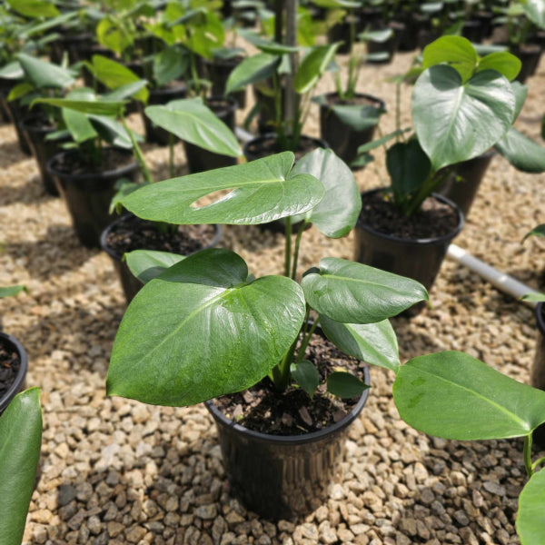 Monstera deliciosa