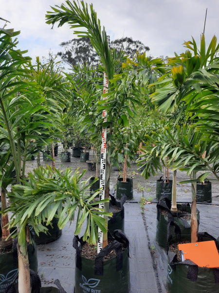 Foxtail Palm - Wodyetia bifurcata