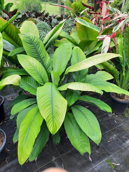 Spathiphyllum Sensation