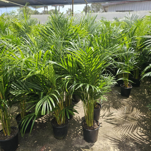 Dypsis lutescens - Golden Cane Palm Tree