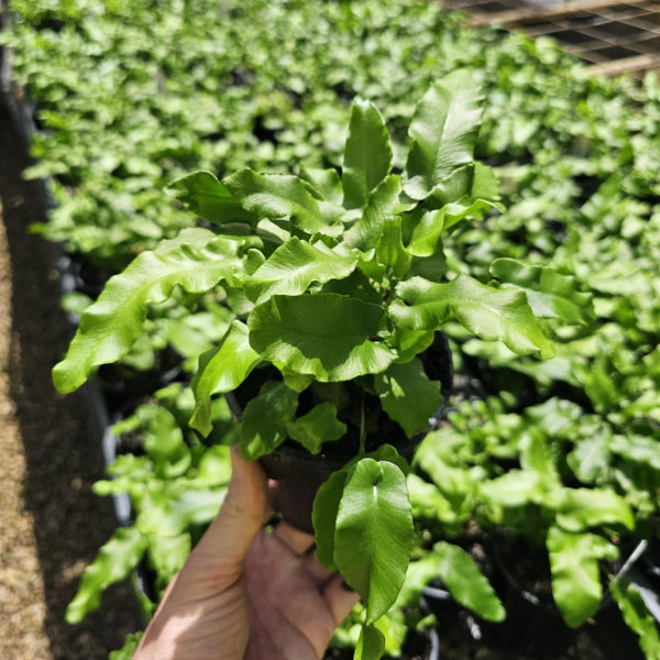 Asplenium scolopendrium