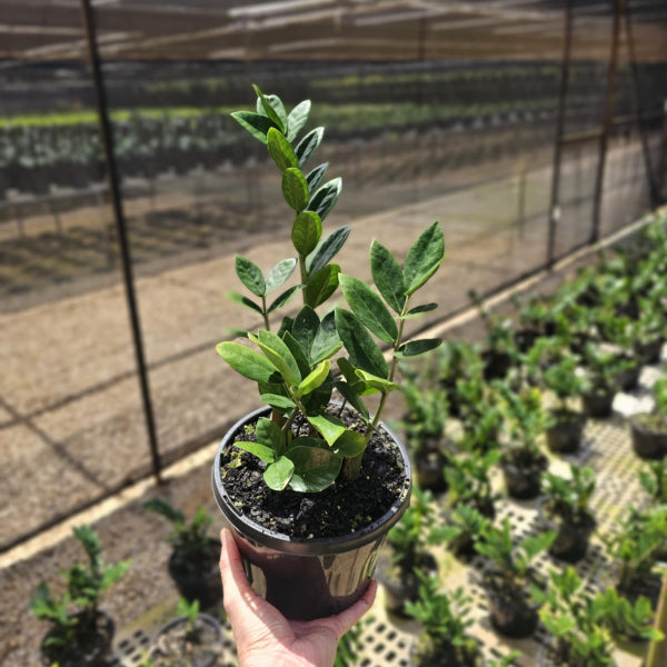 Zamioculcas zamiifolia