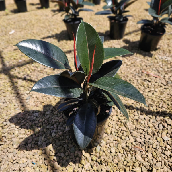 Ficus elastica Burgundy