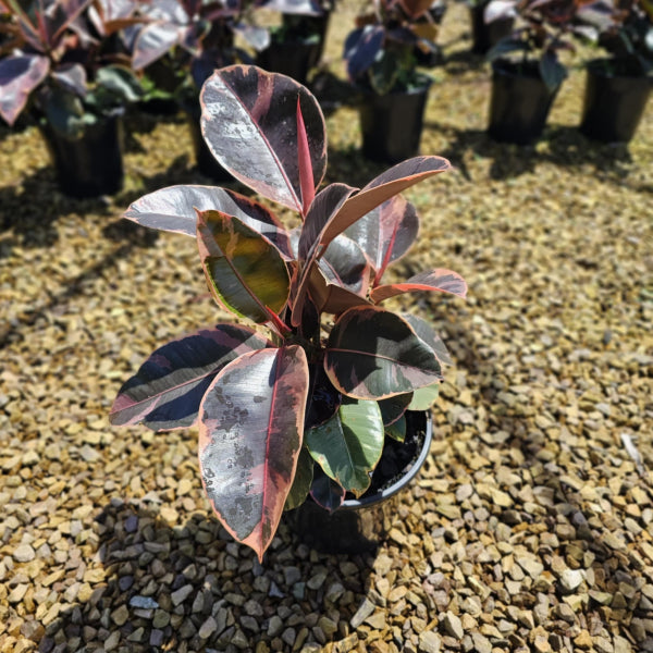 Ficus elastica Ruby