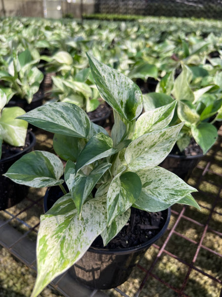 Epipremnum aureum Marble Queen