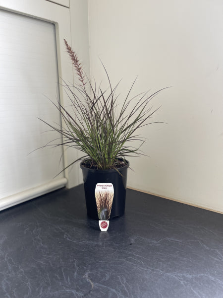 Pennisetum advena Rubrum Dwarf