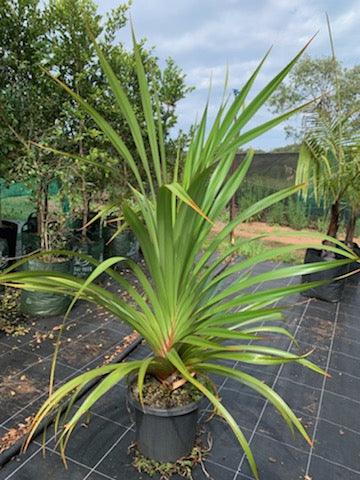 Pandanus utilis