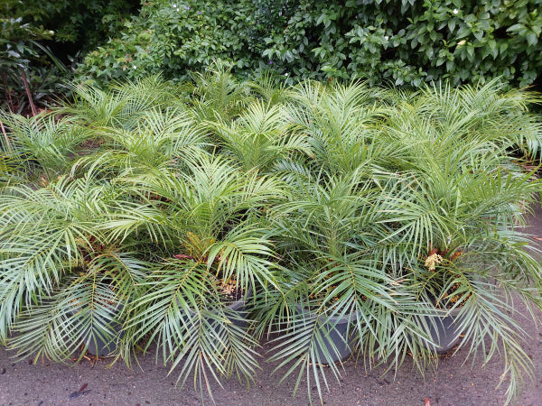 Platypus Plants