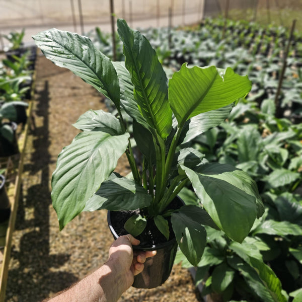 Spathiphyllum Sensation