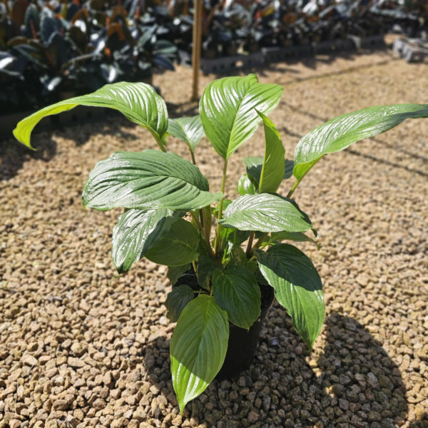 Tacca chantrieri