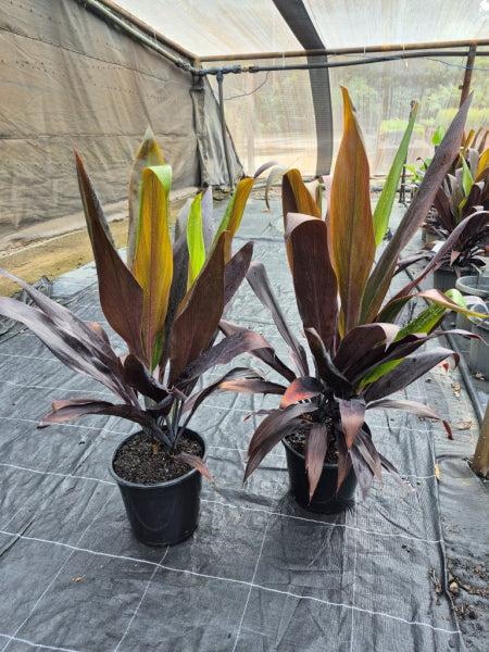 Cordyline fruticosa Negra