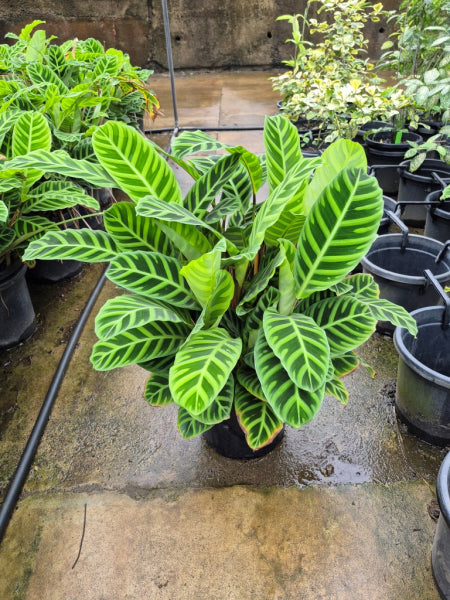 Calathea zebrina