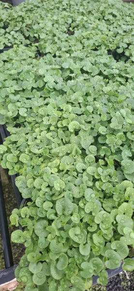 Dichondra repens