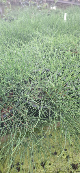 Casuarina glauca Cousin It