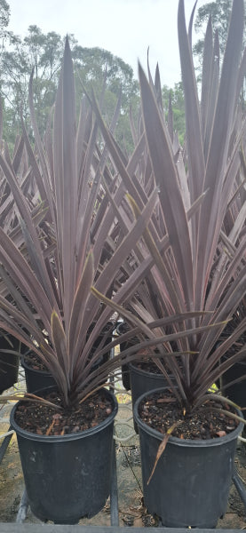 Cordyline australis Red Sensation