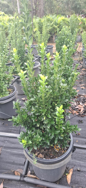 Euonymus japonicus Green Rocket