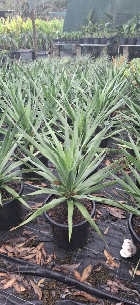 Dracaena draco