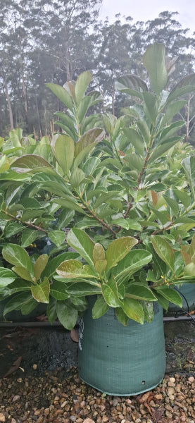 Viburnum odoratissimum Emerald Lustre