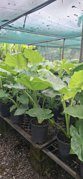 Alocasia brisbanensis