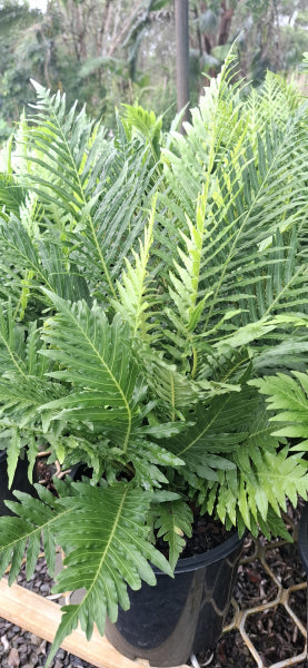 Blechnum brasiliense Silver Lady