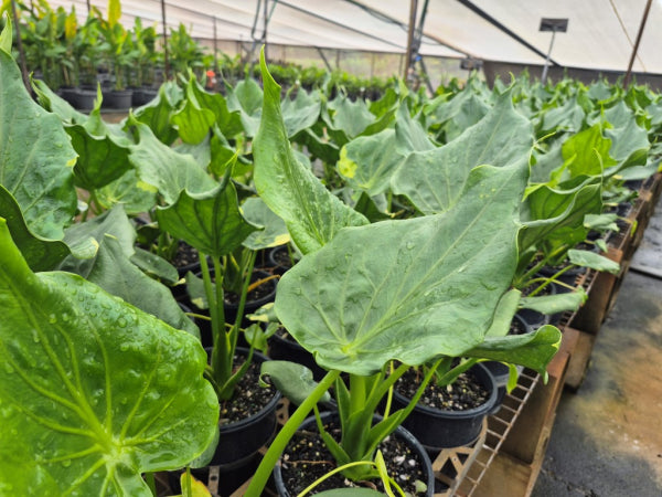 Alocasia cucullata