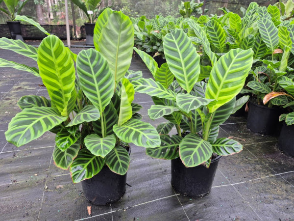 Calathea zebrina