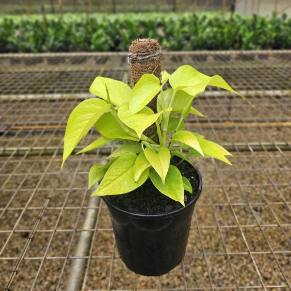 Epipremnum aureum Goldilocks