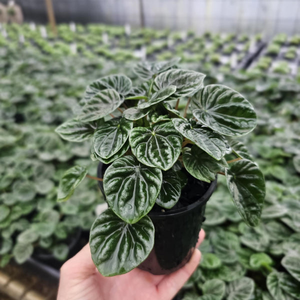 Peperomia Lilian