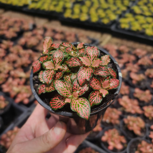 Fittonia Firetail