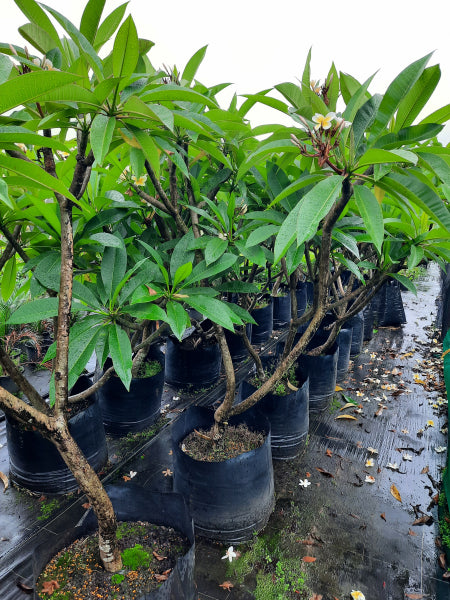 Frangipani - Plumeria rubra acutifolia