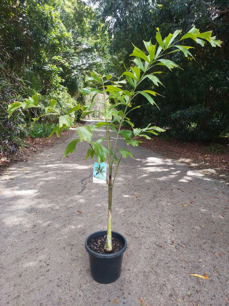 Foxtail Palm - Wodyetia bifurcata