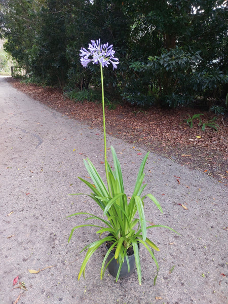 Agapanthus orientalis Blue