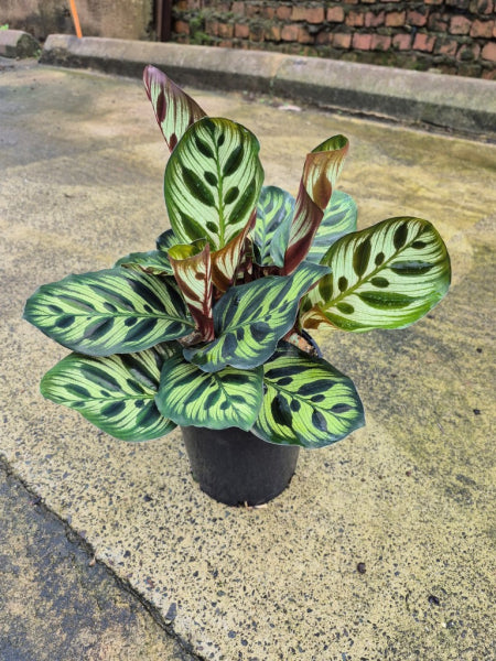 Calathea makoyana