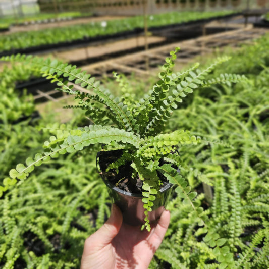 Nephrolepis cordifolia Duffii - "Lemon Button Fern"