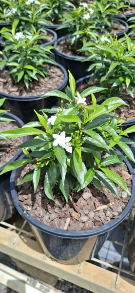 Tabernaemontana corymbosa Little Emerald