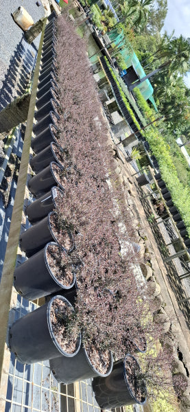 Leptospermum nanum rubrum