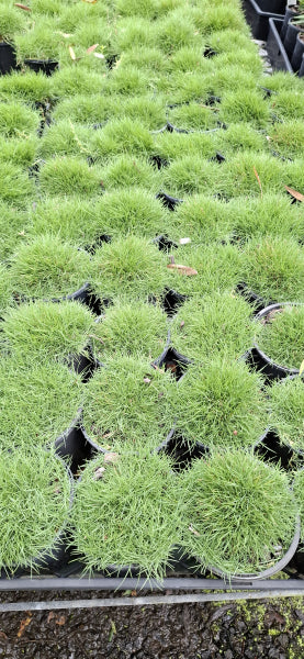 Zoysia tenuifolia