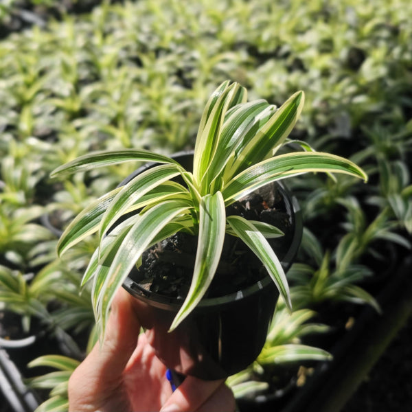 Chlorophytum Zebrina