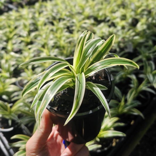 Chlorophytum Zebrina