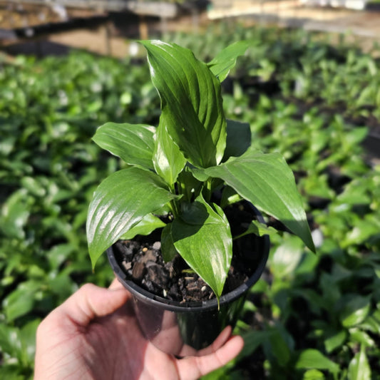 Spathiphyllum wallisii Flower Bunch